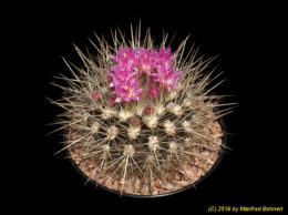 Eriosyce spec. (syn. Neoporteria spec. AW319 Caleta Punto Choros) 2430